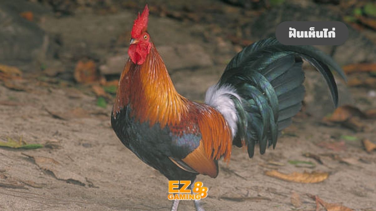 ฝันเห็นไก่