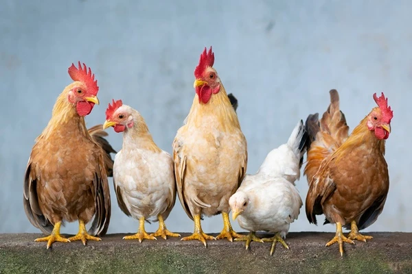 ไก่โต้ง